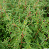 Cistus x florentinus