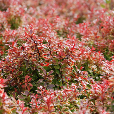 Coprosma Fire Burst®
