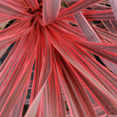 Cordyline australis Charly Boy® ric01