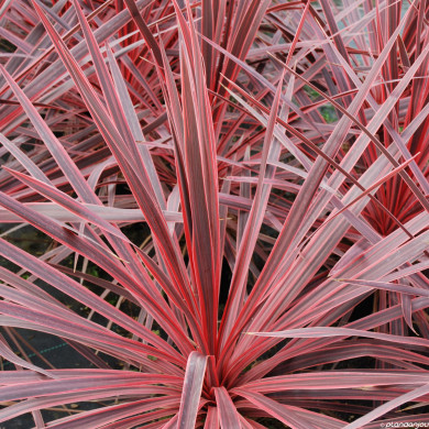 Cordyline australis Charly Boy® ric01