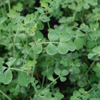 Coronilla valentina subsp. glauca