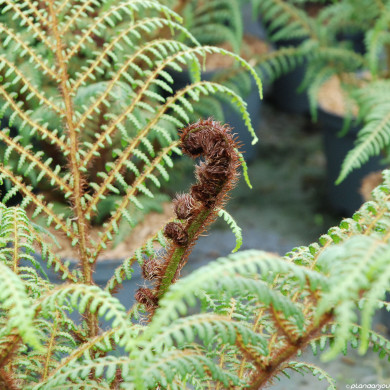 Cyathea cooperi