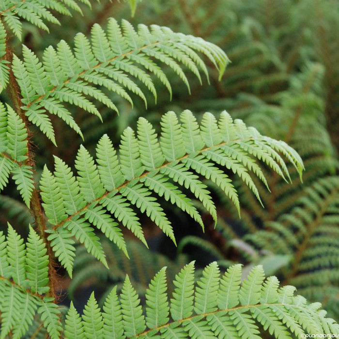 Cyathea cooperi