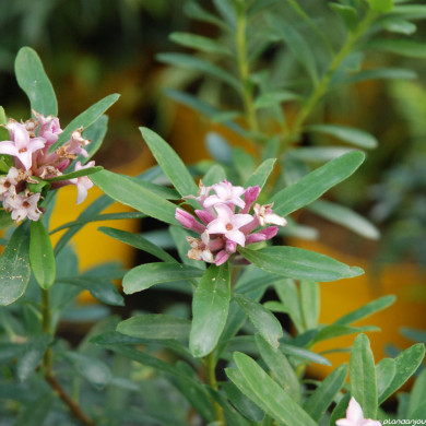 Daphne x transatlantica Eternal Fragrance® 'blafra'
