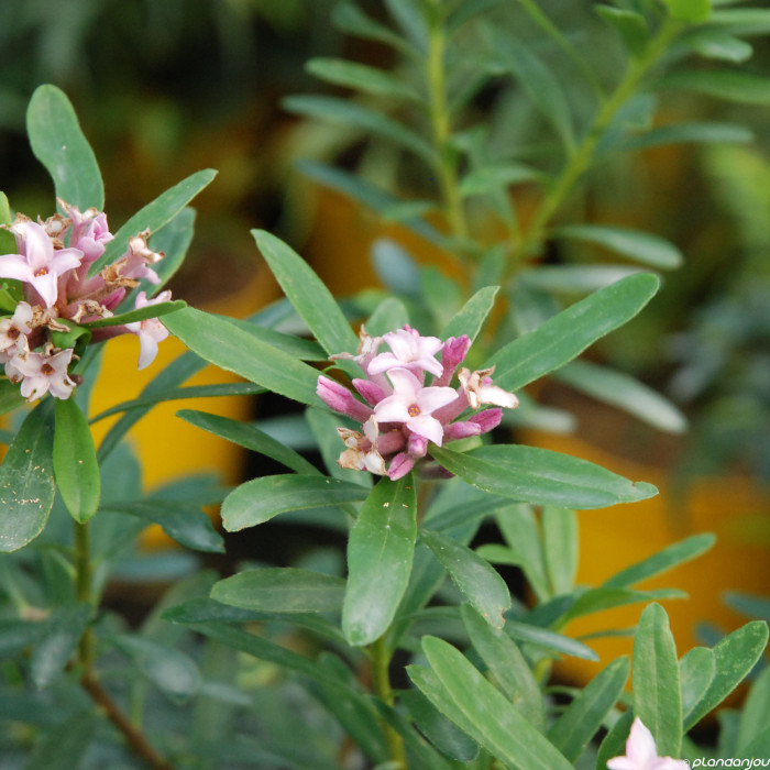 Daphne x transatlantica Eternal Fragrance® 'blafra'