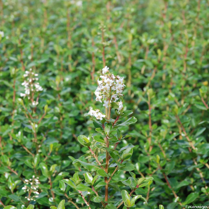 Escallonia 'Iveyi'