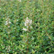 Escallonia 'Iveyi'