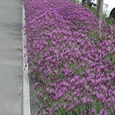 Lavandula stoechas subsp. pedunculata