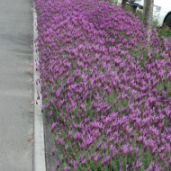 Lavandula stoechas subsp. pedunculata