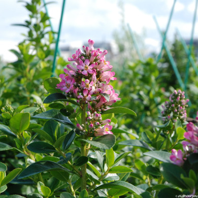 Escallonia laevis Pink Elle® 'lades'