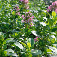 Escallonia laevis Pink Elle® 'lades'