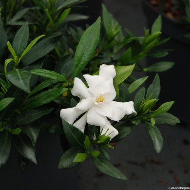 Gardenia jasminoides Celestial Star® Ps 2013 4
