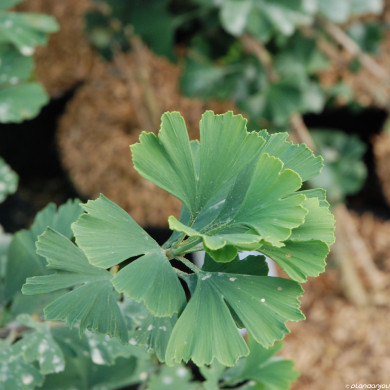 Ginkgo biloba Menhir®