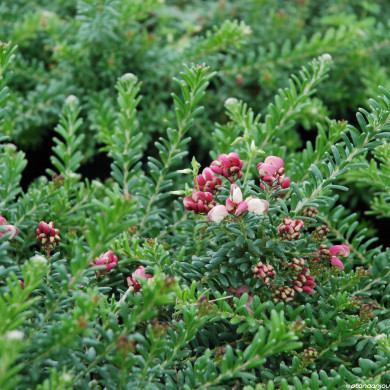 Grevillea lanigera 'Mount Tamboritha'