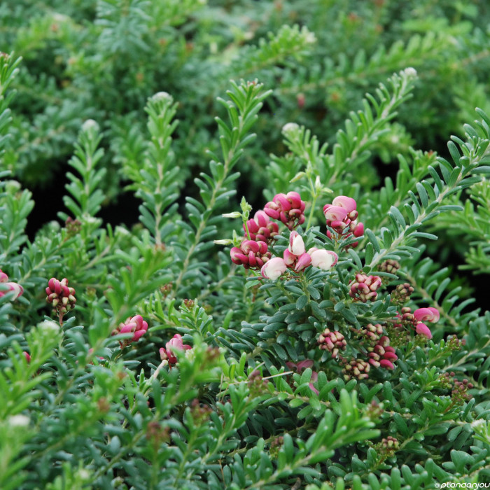 Grevillea lanigera 'Mount Tamboritha'
