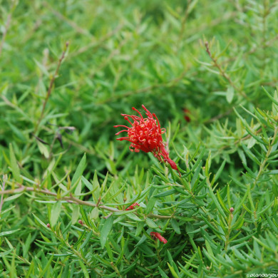Grevillea 'New Blood'
