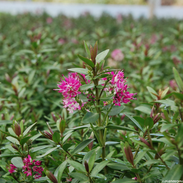 Hebe Raspberry Ripple® 'Tullyraspb'