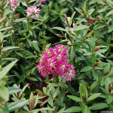 Hebe Raspberry Ripple® 'Tullyraspb'