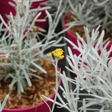 Helichrysum apiculatum 'Korma'®