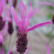 Lavandula stoechas subsp. pedunculata