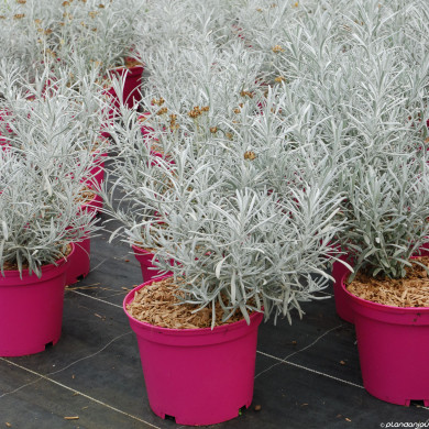 Helichrysum apiculatum 'Korma'®