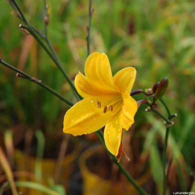 Hemerocallis 'Buttercup Parade'