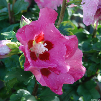 Hibiscus syriacus 'Woodbridge'