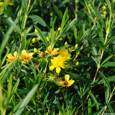 Hypericum kalmianum 'Gemo'