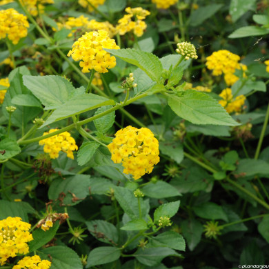 Lantana camara jaune