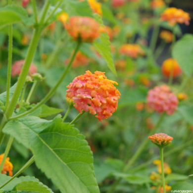 Lantana camara orange