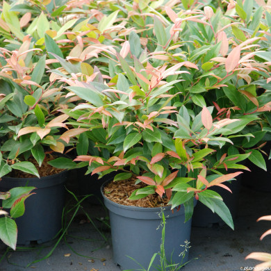 Leucothoe Scarletta® 'Zeblid'