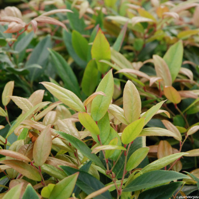 Leucothoe Scarletta® 'Zeblid'