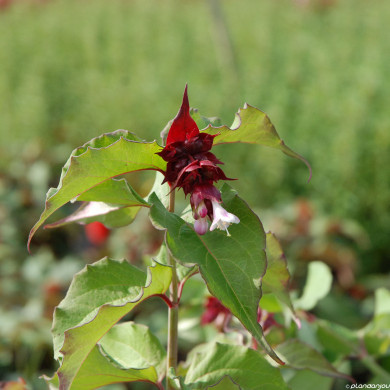 Leycesteria formosa 'Purple Rain'