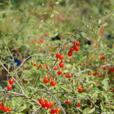 Gojii (Lycium barbarum) 'FPW03' PRINCESS TAO®