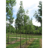 Fraxinus excelsior 'Westhof's Glorie'