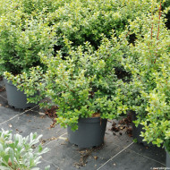 Myrsine africana