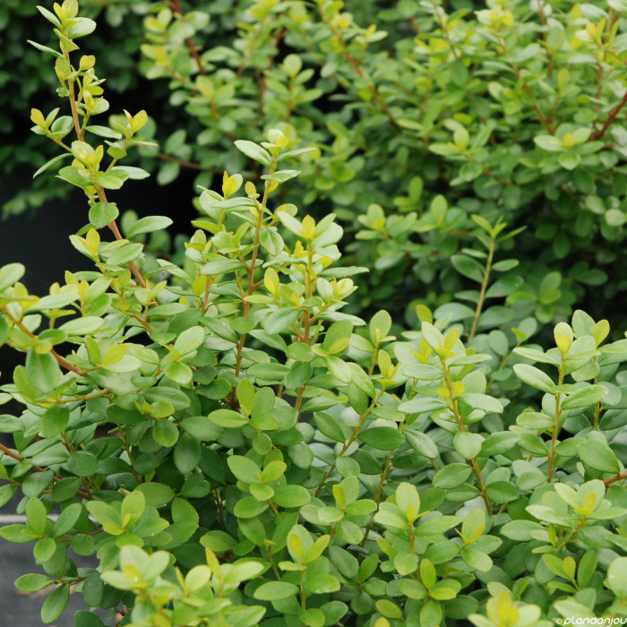 Myrsine africana