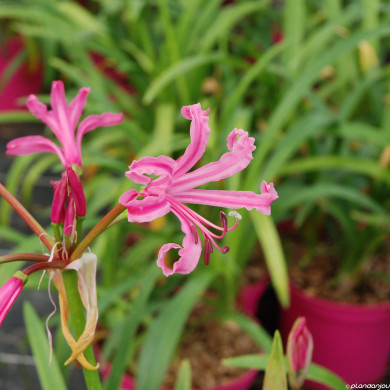 Nerine Bowdenii