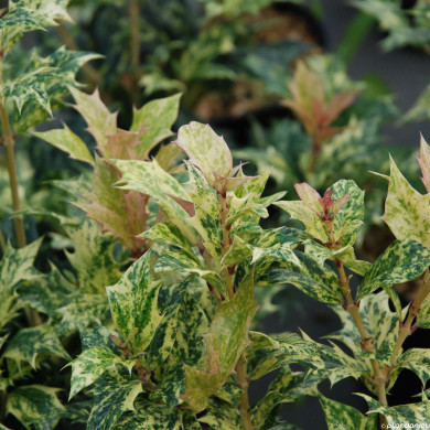 Osmanthus heterophyllus 'Goshiki'