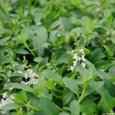 Parahebe 'Kenty Pink'