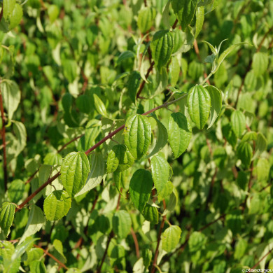 Philadelphus mexicanus