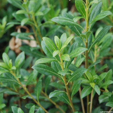 Pittosporum heterophyllum