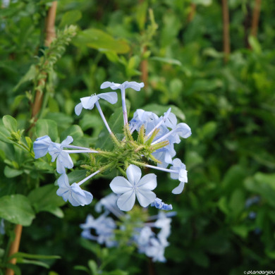 Plumbago auriculata