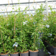 Plumbago auriculata