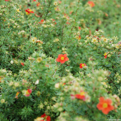 Potentilla fruticosa Red Ace® 'Bloace'