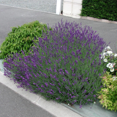 Lavandula x intermedia 'Dutch'