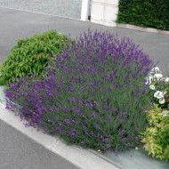 Lavandula x intermedia 'Dutch'
