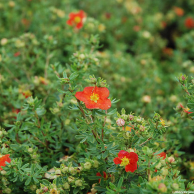 Potentilla fruticosa Red Ace® 'Bloace'