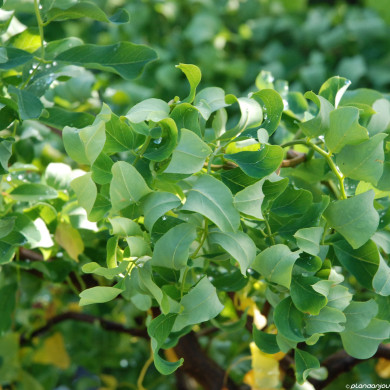 Robinia pseudoacacia Twisty Baby® Lace Lady