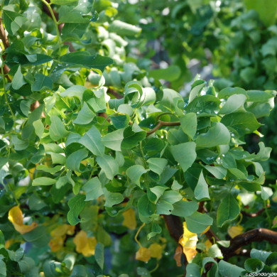Robinia pseudoacacia Twisty Baby® Lace Lady